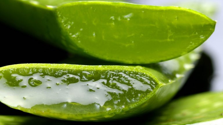 Cách chăm sóc da bằng nha đam tươi hiệu quả