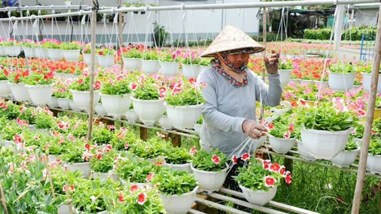 Tết 2019: Người dân “méo mặt” vì giá hoa cao?