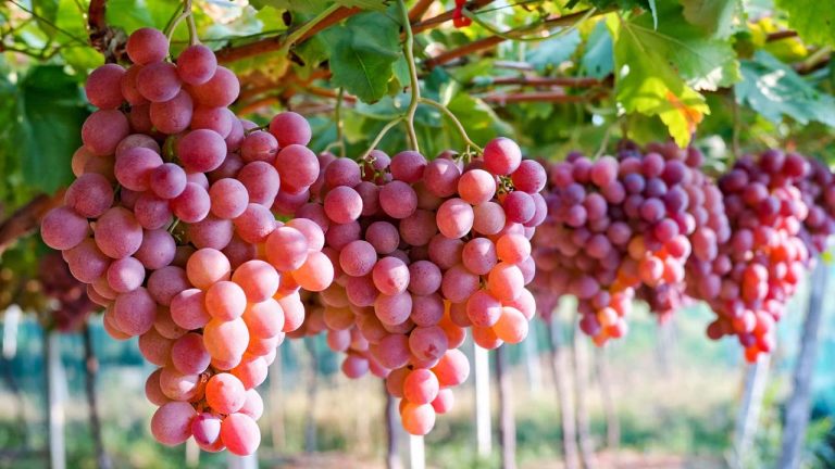 Đẩy mạnh xuất khẩu nho tươi sang Úc