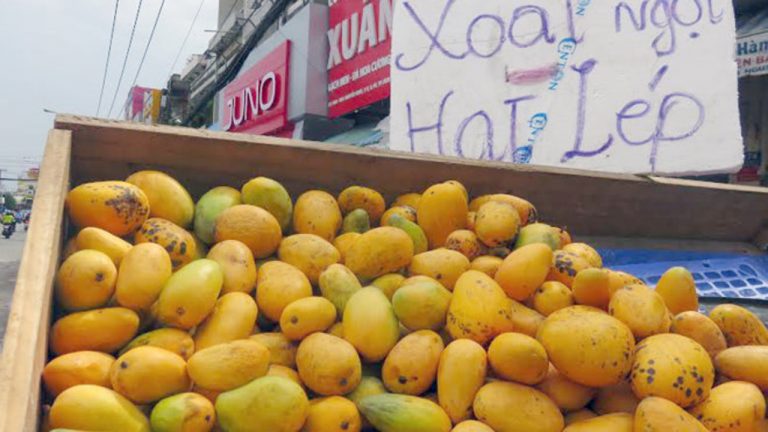 Xoài mini ngập chợ là xoài Trung Quốc