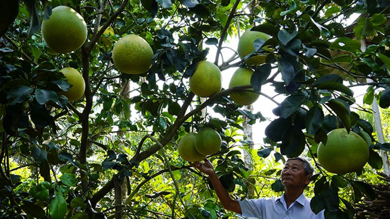Bưởi thúng vàng cháy hàng dịp Tết