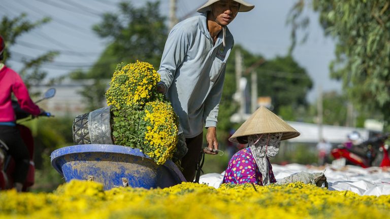 Cúc mâm xôi được mùa, được giá