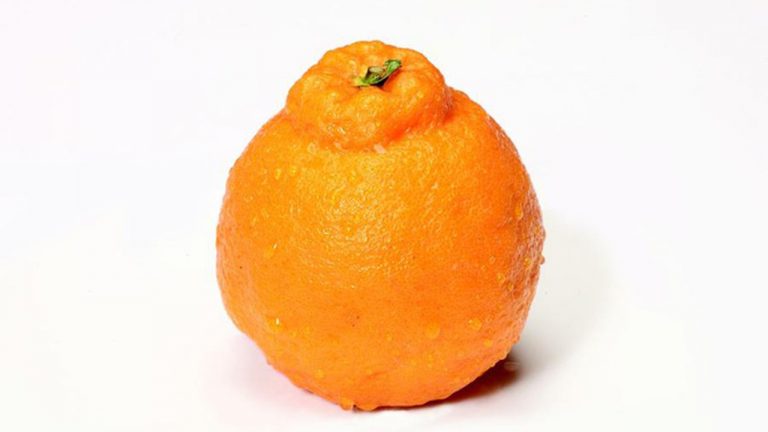 Quýt “chum vàng” gần 300.000 đồng/trái vẫn đắt hàng