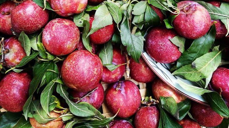 Mận hậu vào mùa, nhập bao nhiêu cũng hết
