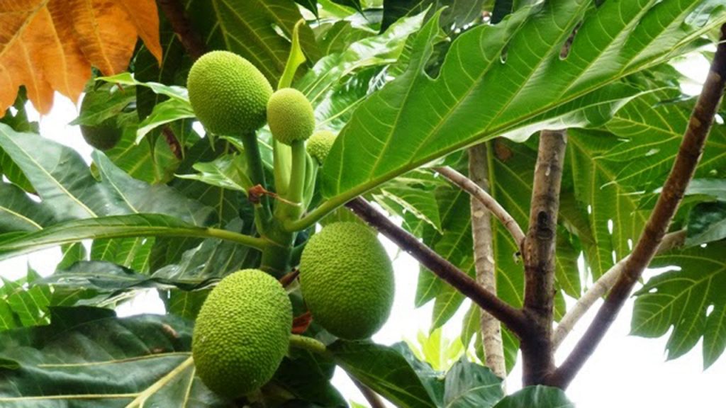 10 công dụng của lá sa kê