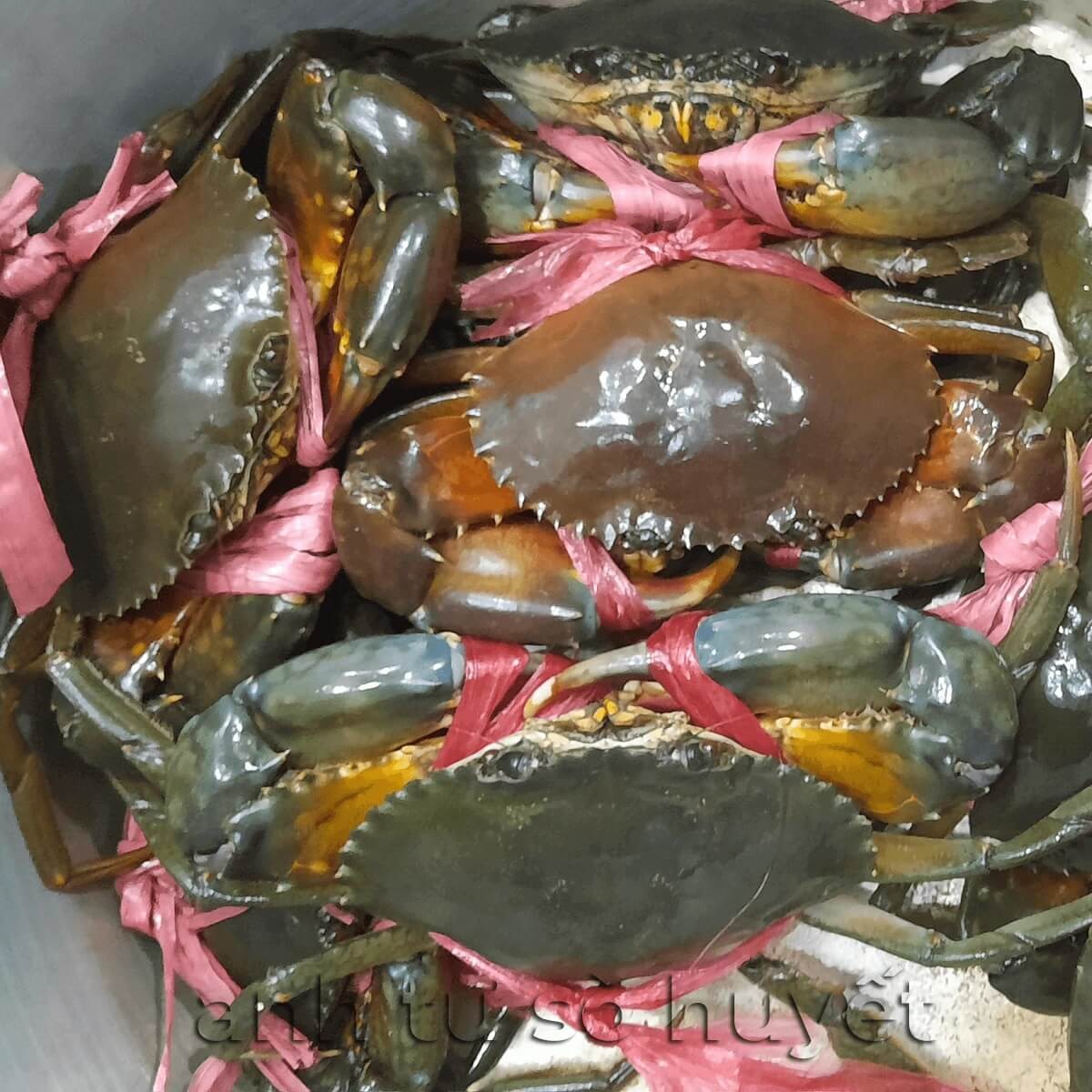 Mẹo chọn cua Cà Mau chuẩn ngon 1