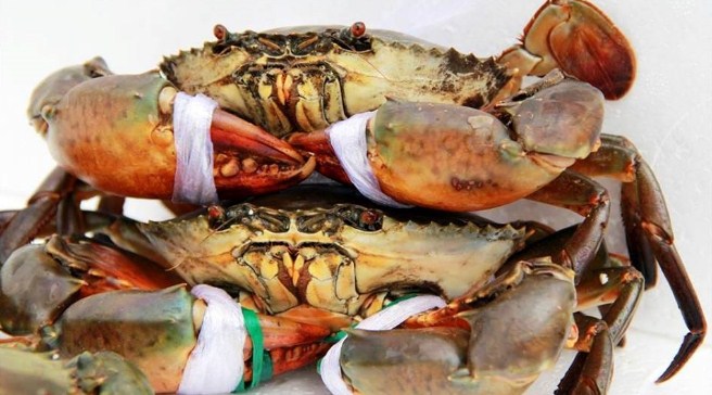 Mẹo chọn cua Cà Mau chuẩn ngon 3