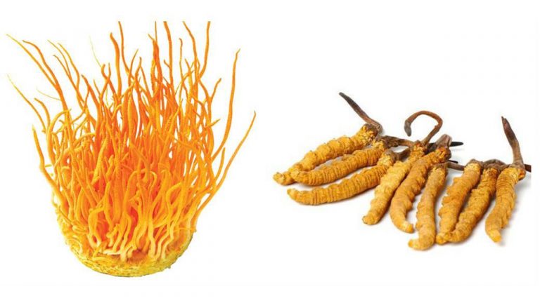 Đông trùng hạ thảo là gì?