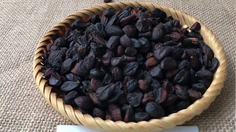 Hạt dổi là gì? Công dụng của hạt dổi