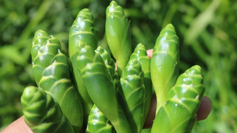 Hoa gừng có ngon không? Giá bao nhiêu?
