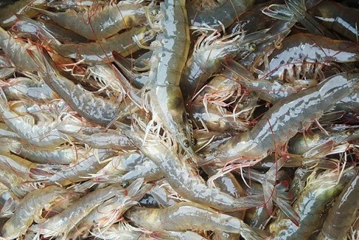 Cách chọn tôm tươi ngon 3