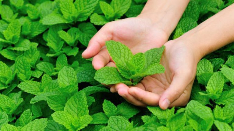 Tổng hợp những mẹo diệt muỗi dân gian hiệu quả