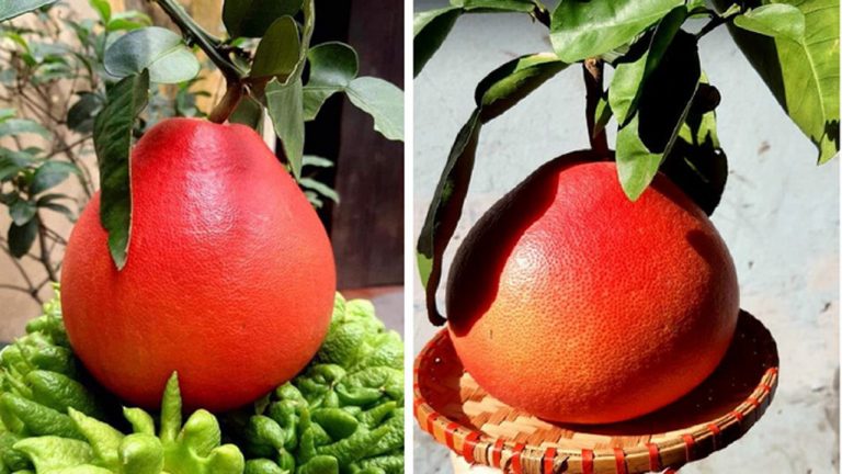 Giá bưởi đỏ chưng tết bao nhiêu?
