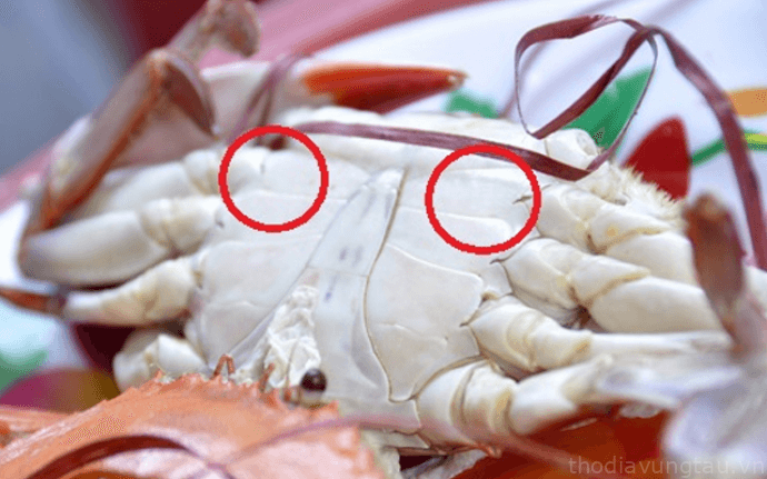 Thời điểm nào cua chắc thịt? Cua biển làm món gì ngon? 6