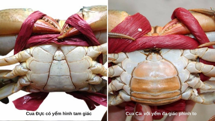 Thời điểm nào cua chắc thịt? Cua biển làm món gì ngon? 4