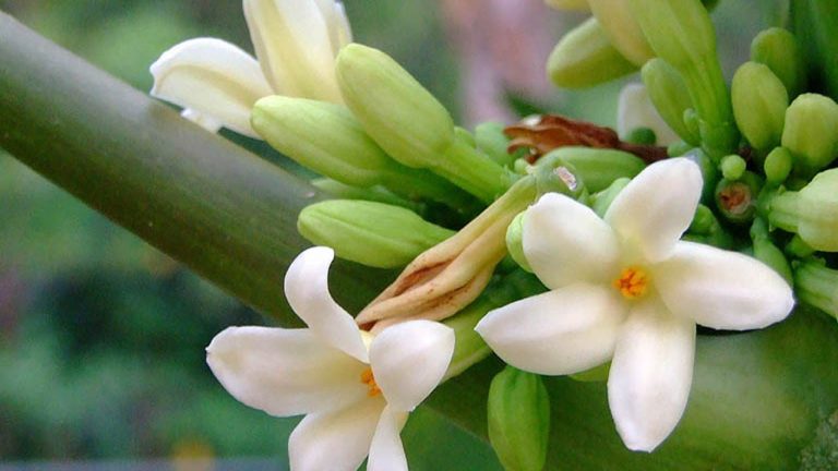 Vì sao hoa đu đủ đực giá tiền triệu vẫn có người mua?