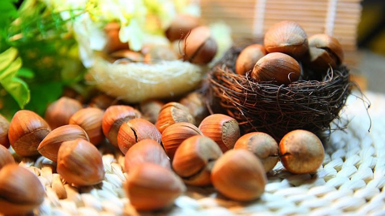 Hazelnut là hạt gì? Công dụng của hạt Hazelnut?