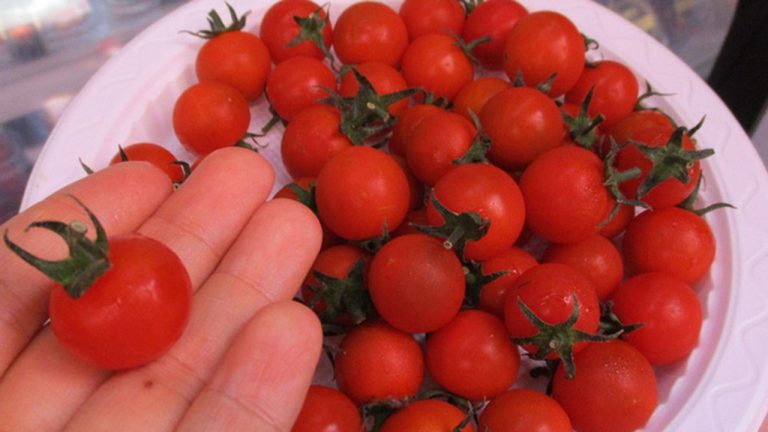 Cà chua bi Lâm Đồng giá nửa triệu đồng/kg là loại gì?