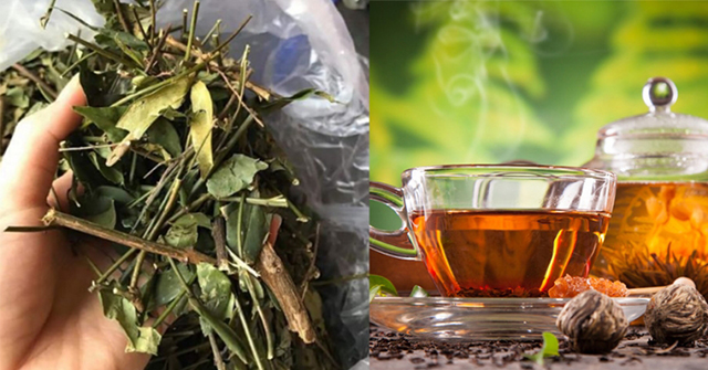 Uống chè vằng có giảm cân không? 7