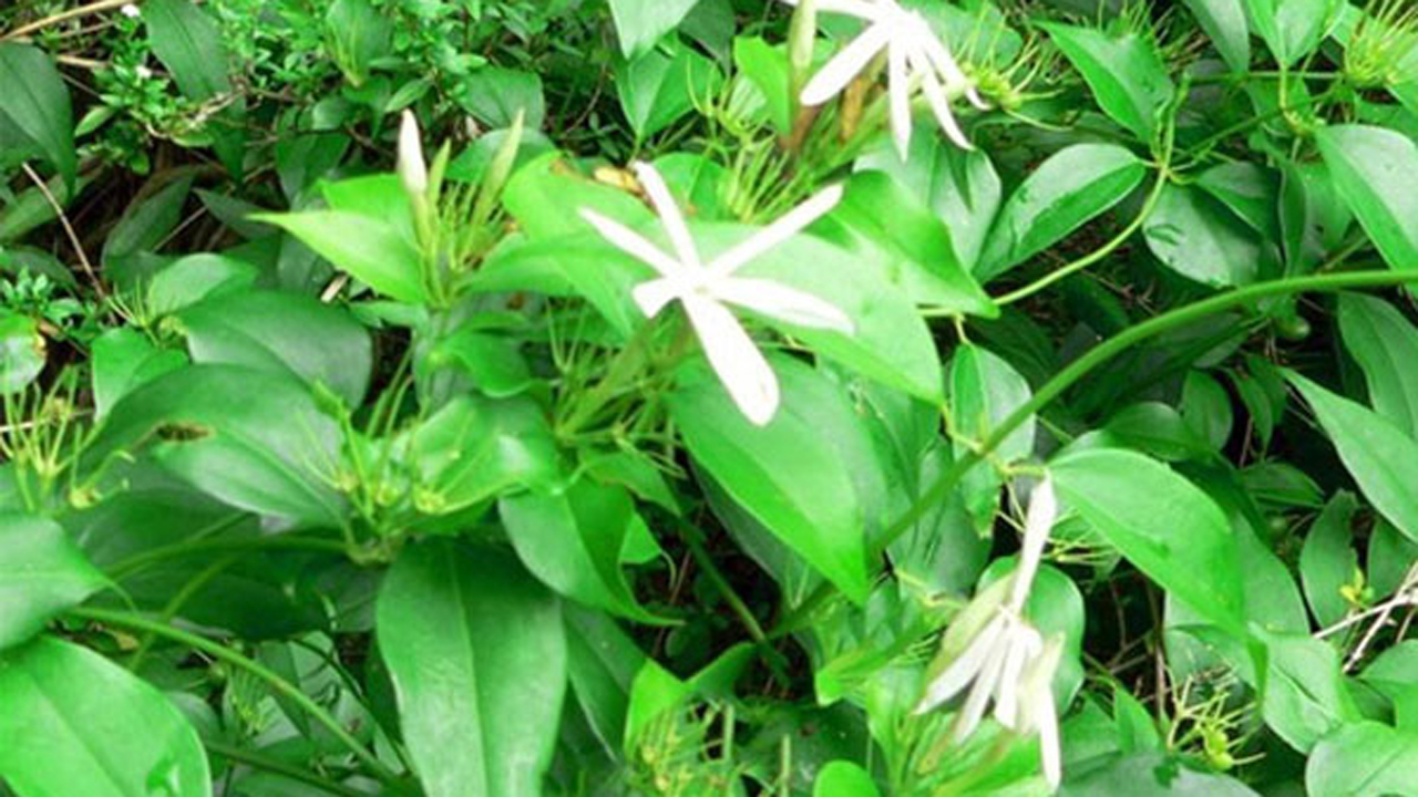 Uống chè vằng có giảm cân không? 5