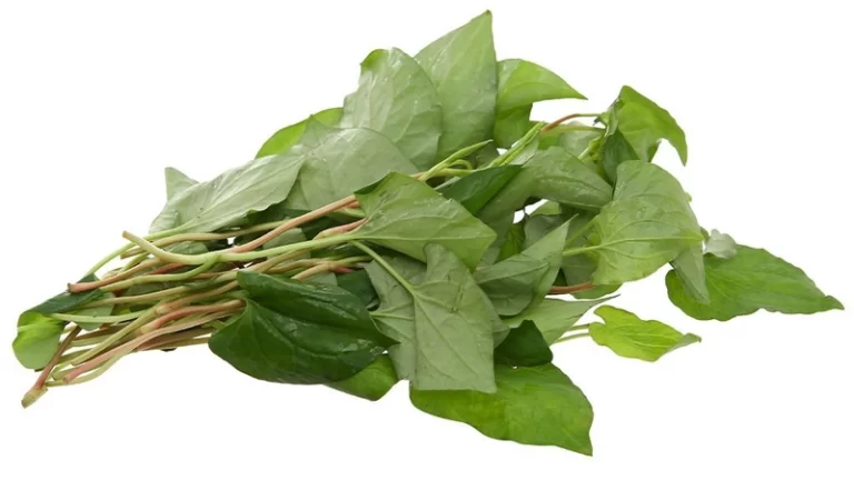 Mụn nội tiết uống gì nhanh hết? Hướng dẫn cách uống rau diếp cá trị mụn nội tiết cực hiệu quả