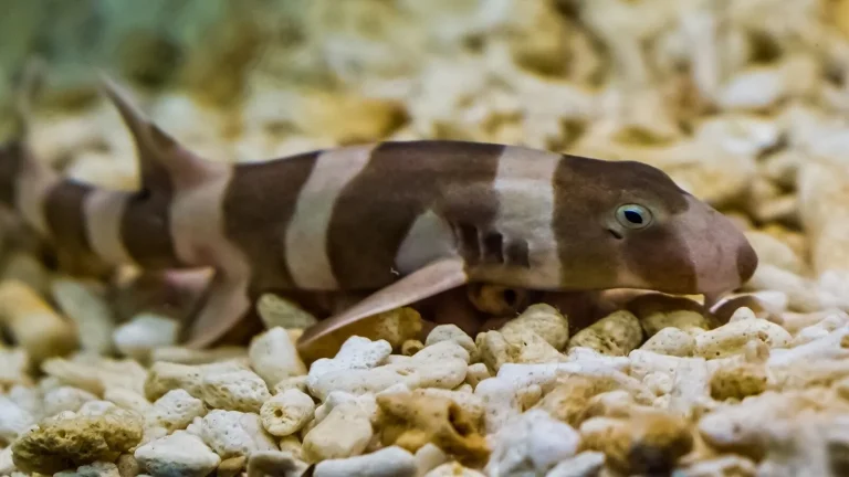 Những loài cá mập thân thiện và an toàn khi bơi cùng