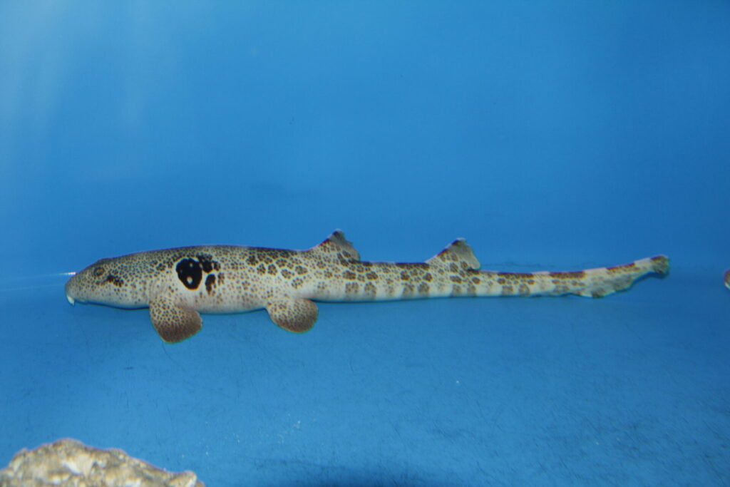 Những loài cá mập thân thiện và an toàn khi bơi cùng 2