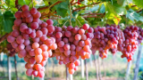 Đẩy mạnh xuất khẩu nho tươi sang Úc