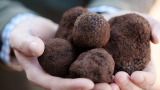 Nấm truffle là gì? Công dụng của nấm truffle